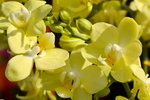 15022018_Victoria Park_CNY Flower Fair_Orchid00006