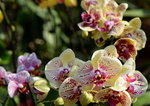 15022018_Victoria Park_CNY Flower Fair_Orchid00007