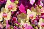 15022018_Victoria Park_CNY Flower Fair_Orchid00008