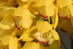 15022018_Victoria Park_CNY Flower Fair_Orchid00009