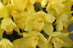 15022018_Victoria Park_CNY Flower Fair_Orchid00010
