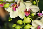 15022018_Victoria Park_CNY Flower Fair_Orchid00011