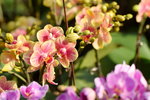 15022018_Victoria Park_CNY Flower Fair_Orchid00012