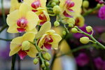 15022018_Victoria Park_CNY Flower Fair_Orchid00013