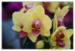 15022018_Victoria Park_CNY Flower Fair_Orchid00014