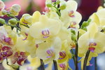 15022018_Victoria Park_CNY Flower Fair_Orchid00015