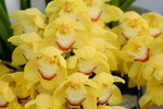 15022018_Victoria Park_CNY Flower Fair_Orchid00016