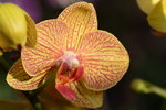 15022018_Victoria Park_CNY Flower Fair_Orchid00017