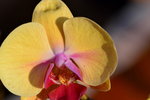 15022018_Victoria Park_CNY Flower Fair_Orchid00018
