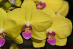 15022018_Victoria Park_CNY Flower Fair_Orchid00019