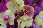 15022018_Victoria Park_CNY Flower Fair_Orchid00020