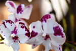 15022018_Victoria Park_CNY Flower Fair_Orchid00021