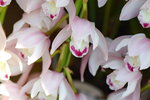 15022018_Victoria Park_CNY Flower Fair_Orchid00022