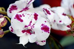 15022018_Victoria Park_CNY Flower Fair_Orchid00023