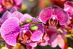 15022018_Victoria Park_CNY Flower Fair_Orchid00024