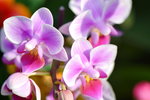 15022018_Victoria Park_CNY Flower Fair_Orchid00025