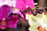 15022018_Victoria Park_CNY Flower Fair_Orchid00026