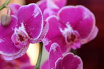 15022018_Victoria Park_CNY Flower Fair_Orchid00027