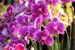15022018_Victoria Park_CNY Flower Fair_Orchid00028
