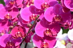 15022018_Victoria Park_CNY Flower Fair_Orchid00029
