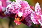 15022018_Victoria Park_CNY Flower Fair_Orchid00030
