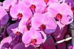 15022018_Victoria Park_CNY Flower Fair_Orchid00031
