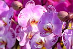 15022018_Victoria Park_CNY Flower Fair_Orchid00032