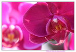 15022018_Victoria Park_CNY Flower Fair_Orchid00033