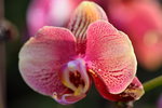 15022018_Victoria Park_CNY Flower Fair_Orchid00034