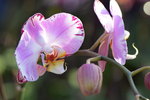 15022018_Victoria Park_CNY Flower Fair_Orchid00035