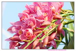 15022018_Victoria Park_CNY Flower Fair_Orchid00036