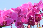 15022018_Victoria Park_CNY Flower Fair_Orchid00037