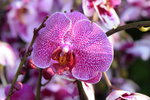 15022018_Victoria Park_CNY Flower Fair_Orchid00038