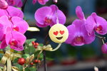 15022018_Victoria Park_CNY Flower Fair_Orchid00039