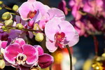15022018_Victoria Park_CNY Flower Fair_Orchid00040