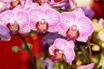 15022018_Victoria Park_CNY Flower Fair_Orchid00041