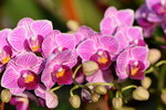 15022018_Victoria Park_CNY Flower Fair_Orchid00042