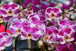 15022018_Victoria Park_CNY Flower Fair_Orchid00043