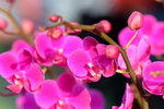15022018_Victoria Park_CNY Flower Fair_Orchid00044