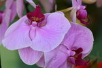 15022018_Victoria Park_CNY Flower Fair_Orchid00045