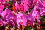 15022018_Victoria Park_CNY Flower Fair_Orchid00046