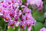 15022018_Victoria Park_CNY Flower Fair_Orchid00047