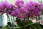 15022018_Victoria Park_CNY Flower Fair_Orchid00048