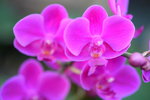 15022018_Victoria Park_CNY Flower Fair_Orchid00049