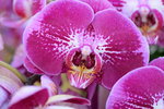 15022018_Victoria Park_CNY Flower Fair_Orchid00050