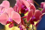 15022018_Victoria Park_CNY Flower Fair_Orchid00051