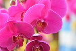 15022018_Victoria Park_CNY Flower Fair_Orchid00052