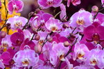 15022018_Victoria Park_CNY Flower Fair_Orchid00054