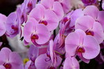 15022018_Victoria Park_CNY Flower Fair_Orchid00055