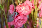 15022018_Victoria Park_CNY Flower Fair_Peach00018